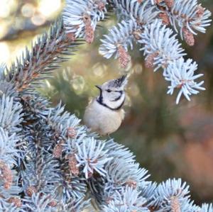 Crested Tit