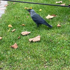 Eurasian Jackdaw