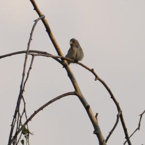 Corn Bunting