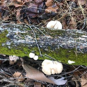 Oyster Mushroom