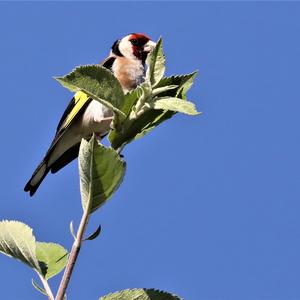 European Goldfinch