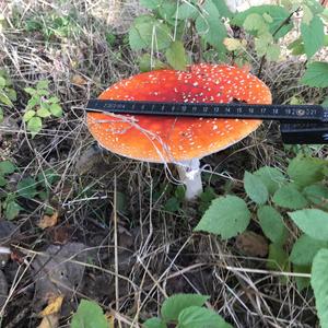 Fly Agaric