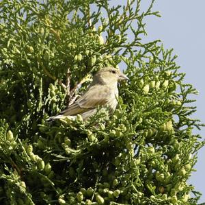 European Greenfinch