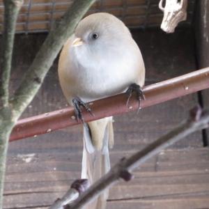 Bearded Parrotbill