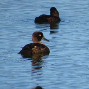 Tufted Duck