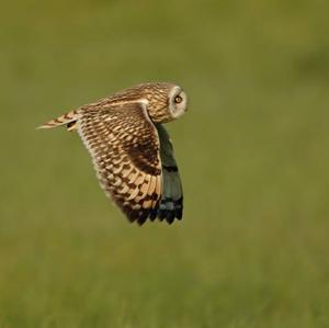 Short-eared Owl