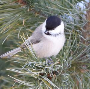 Willow Tit