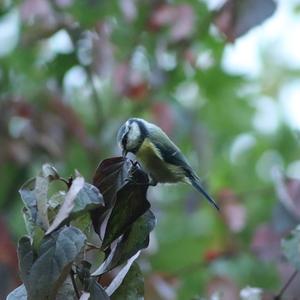 Blue Tit