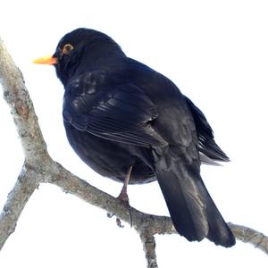 Eurasian Blackbird