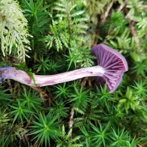 Amethyst Deceiver