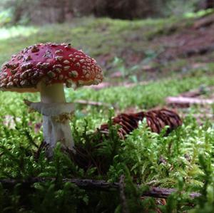 Fly Agaric