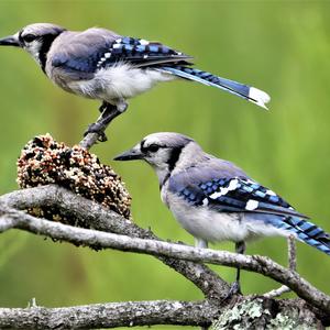 Blue Jay