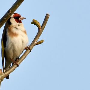 European Goldfinch