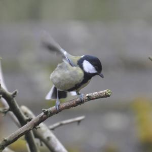 Great Tit