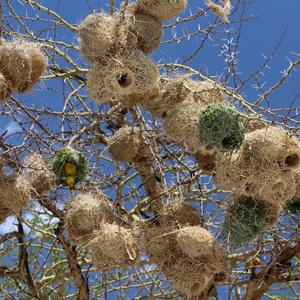 Rueppell's Weaver