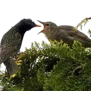 Common Starling