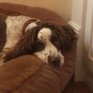 Spaniel (English Springer)