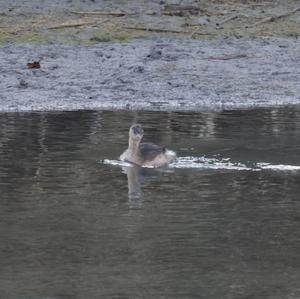 Little Grebe