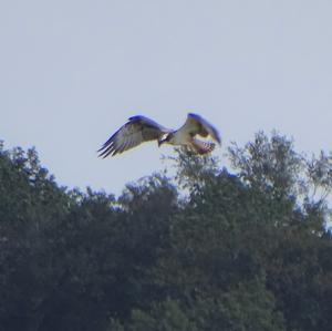 Osprey