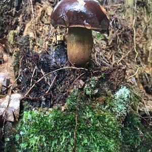 Bay Bolete