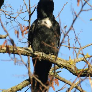 Carrion Crow