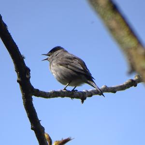 Blackcap