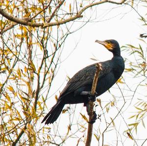 Great Cormorant