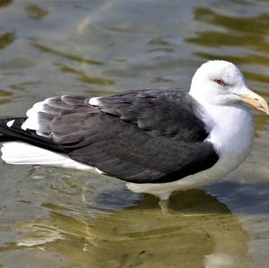 Lesser Black-backed Gull