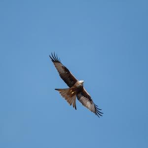 Red Kite