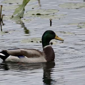 Mallard