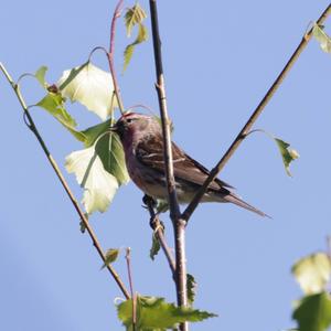 Common Redpoll