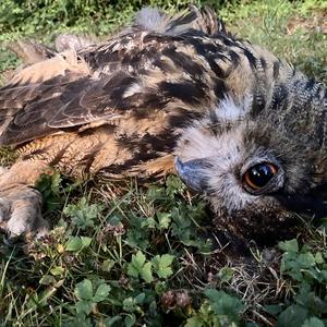 Eurasian Eagle-owl