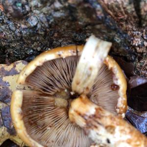 Golden Pholiota