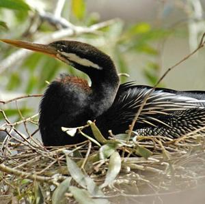 Australian Darter