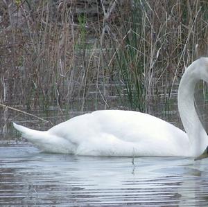 Höckerschwan