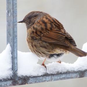 Hedge Accentor