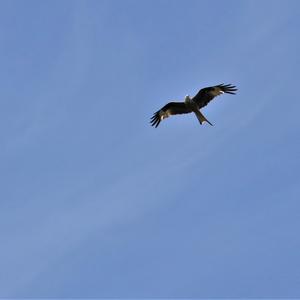 Red Kite