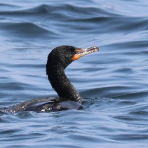 Double-crested Cormorant