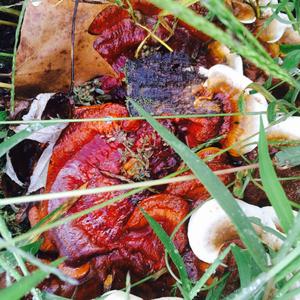 Resinous Polypore