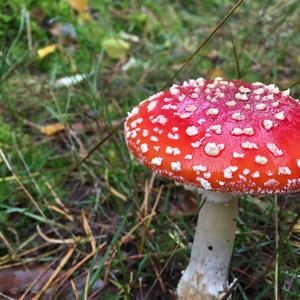 Fly Agaric