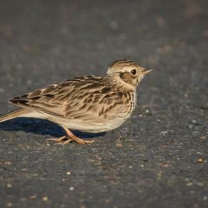 Eurasian Skylark