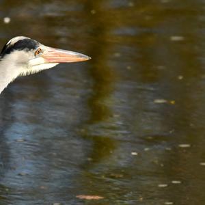 Grey Heron