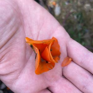 Orange Peel Fungus