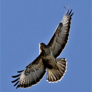 Common Buzzard