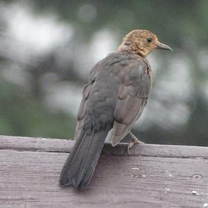 Eurasian Blackbird