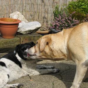 Retriever (Labrador)