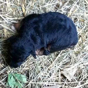 Unknown Breed