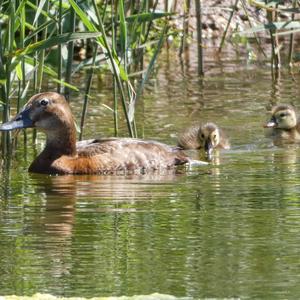 Common Pochard