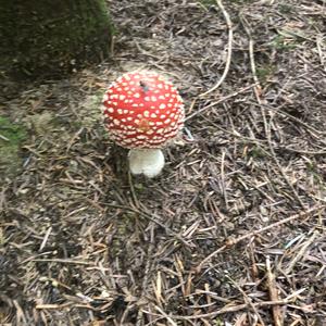 Fly Agaric