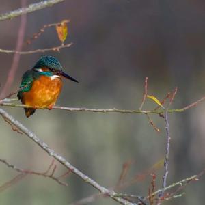 Common Kingfisher